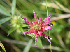 Trifolium willdenovii