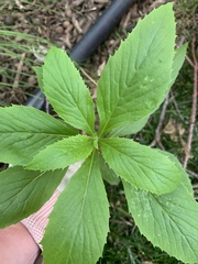 Erechtites hieraciifolius