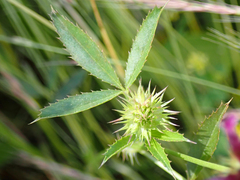 Trifolium willdenovii