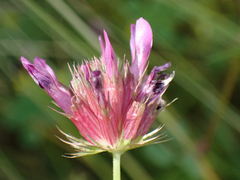 Trifolium willdenovii