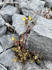 Erythranthe taylorii