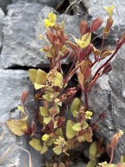 Erythranthe taylorii