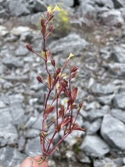 Erythranthe taylorii