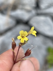 Erythranthe taylorii