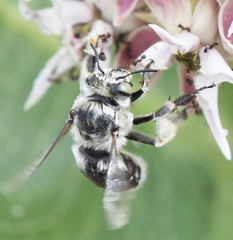 Anthophora terminalis