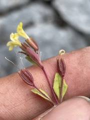 Erythranthe taylorii