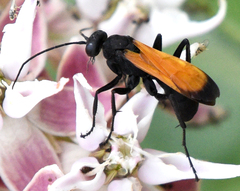 Cryptocheilus terminatus