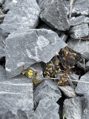 Erythranthe taylorii