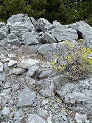 Erythranthe taylorii