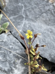 Erythranthe taylorii