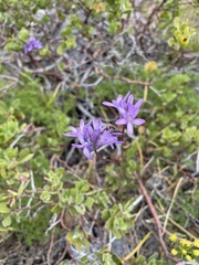Dichelostemma congestum