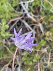 Dichelostemma congestum