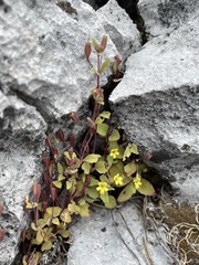 Erythranthe taylorii