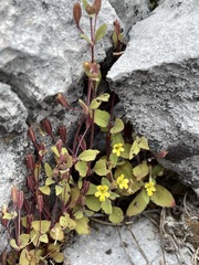 Erythranthe taylorii