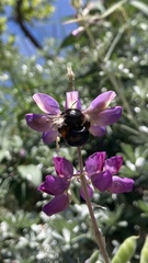 Xylocopa