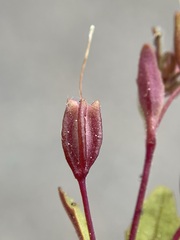 Erythranthe taylorii