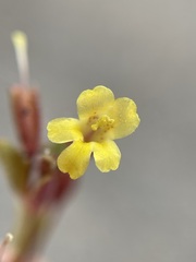 Erythranthe taylorii