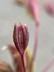 Erythranthe taylorii