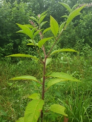 Phytolacca americana