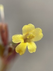 Erythranthe taylorii