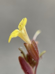 Erythranthe taylorii