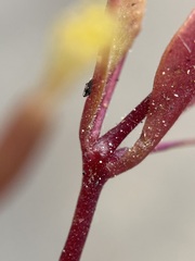 Erythranthe taylorii