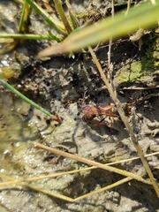 Sceliphron curvatum