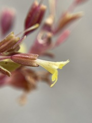 Erythranthe taylorii