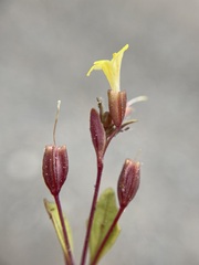 Erythranthe taylorii