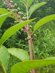 Phytolacca americana