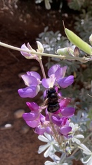 Xylocopa