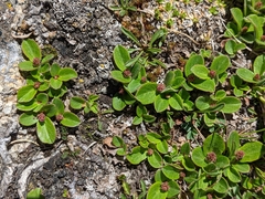 Salix reticulata