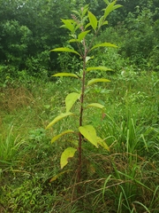 Phytolacca americana