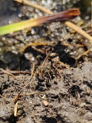 Sceliphron curvatum