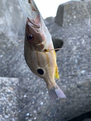 Lutjanus fulviflamma