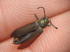 Strongylium crenatum