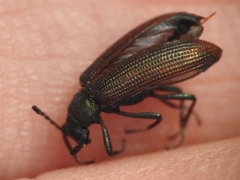 Strongylium crenatum