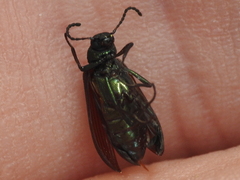 Strongylium crenatum