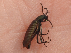 Strongylium crenatum