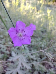 Geranium oreganum