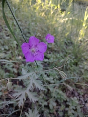 Geranium oreganum