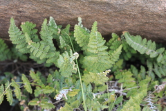 Cheilanthes buchtienii