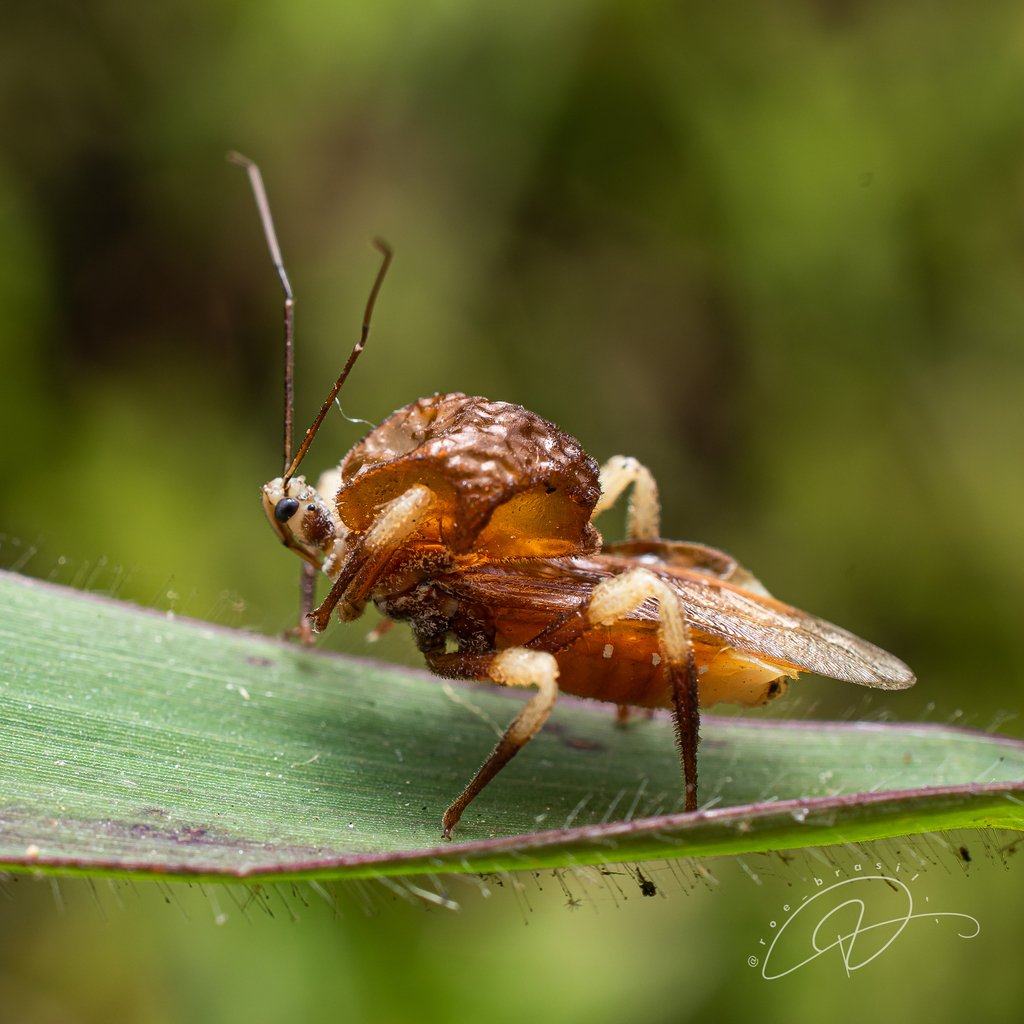 Notocyrtus inflatus