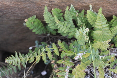 Cheilanthes buchtienii