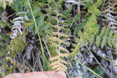 Cheilanthes buchtienii
