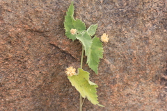 Pseudabutilon virgatum