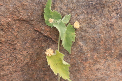Pseudabutilon virgatum