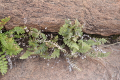 Cheilanthes buchtienii
