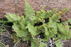Cheilanthes buchtienii