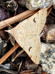 Hemeroplanis rectalis